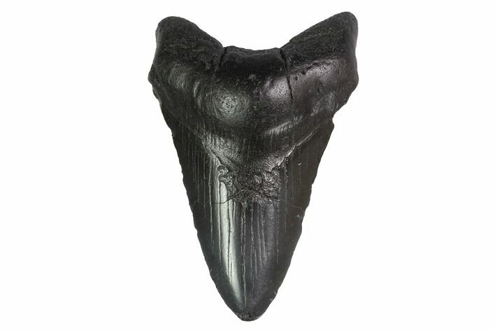 Fossil Megalodon Tooth - Georgia #144361